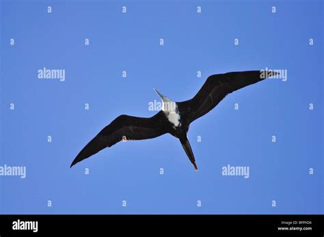 Adult Female Magnificent Frigatebird Fregata Magnificens Soaring