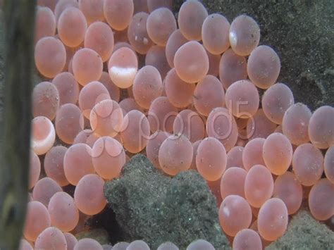 Atlantic Salmon Eggs