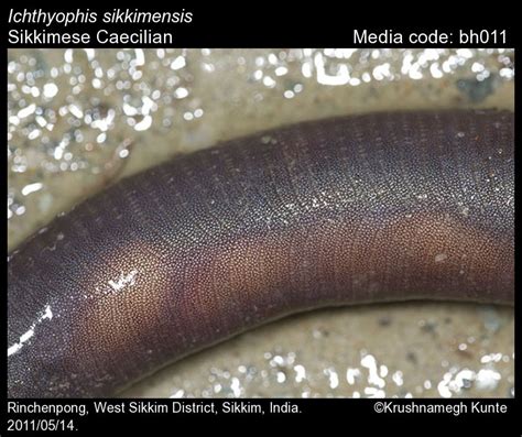 ichthyophis sikkimensis taylor  sikkimese caecilian amphibians