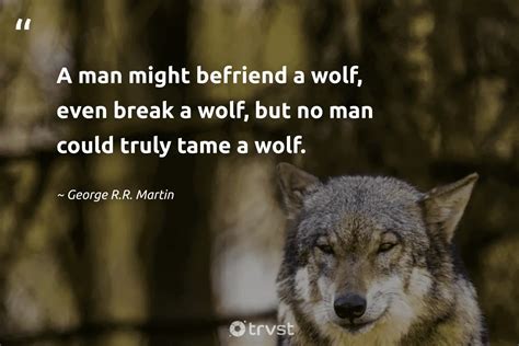 59 Wolf Quotes, Proverbs, and Sayings (2025)