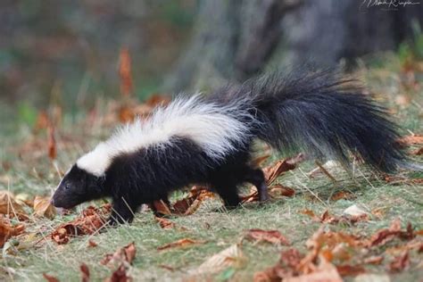 Do Mothballs Keep Skunks Away Effective Methods Of Skunk Control