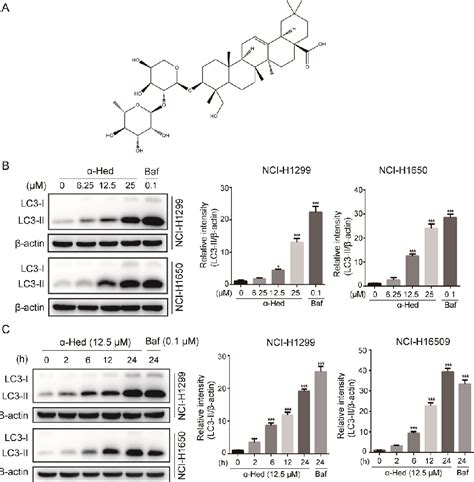 Figure 1 From The Novel Autophagy Inhibitor Alpha Hederin Promoted