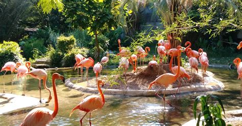 Sarasota Jungle Gardens A Tropical Oasis Simply Sarasota