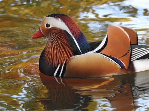 City Of Wild Mandarin Ducks Enjoy Winter In Beijing Cgtn