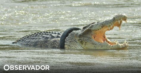 Crocodilo Pneu No Pesco O H Mais De Cinco Anos Finalmente Livre Da