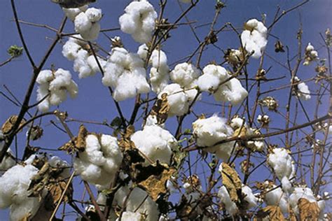 Impulsan acciones fitosanitarias contra plagas del algodón Prensa Animal