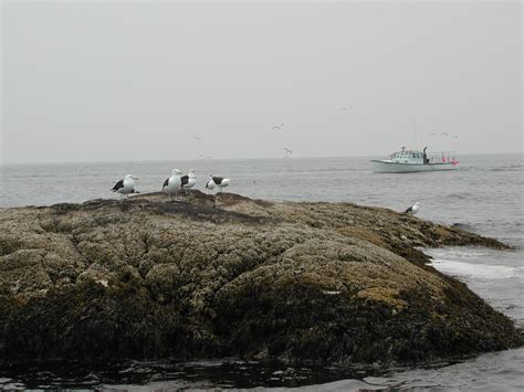 Free Images Lobster Boat Seagulls Outer Pigs Rocks Atlantic