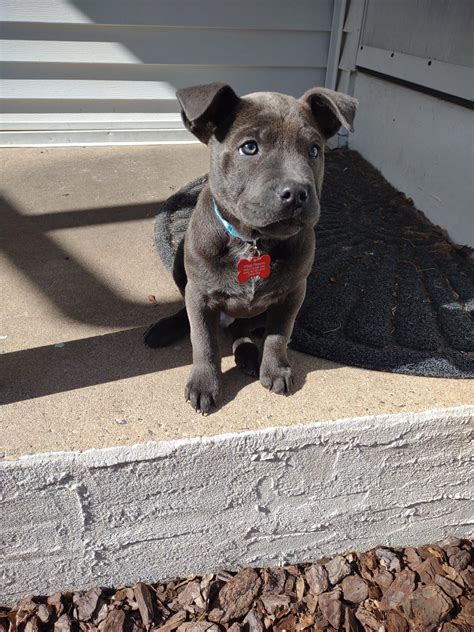 George Wilson Society – Wags Rescue