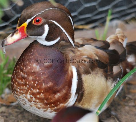 Apricot Wood Duck Drake Wood Ducks Animals Drake