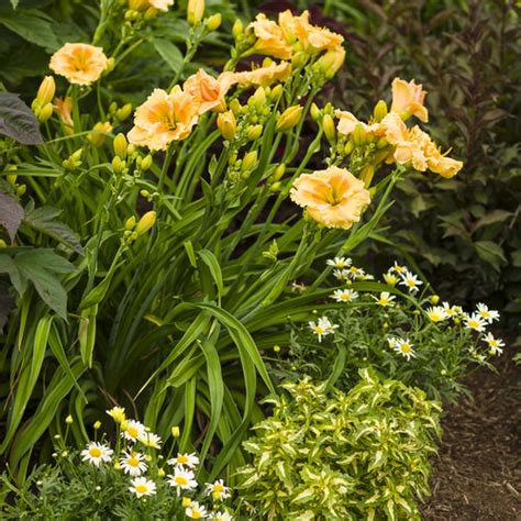 Rainbow Rhythm® Orange Smoothie Daylily Hemerocallis Hybrid