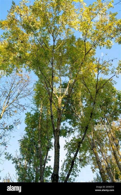 Fraxinus Excelsior Ash Trees In The Early Morning Autumn Light