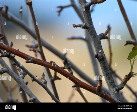 sparse tree branches  res stock photography  images alamy