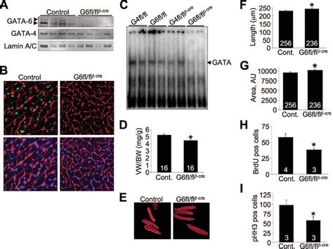 Figure 1 From The Transcription Factor GATA 6 Regulates Pathological