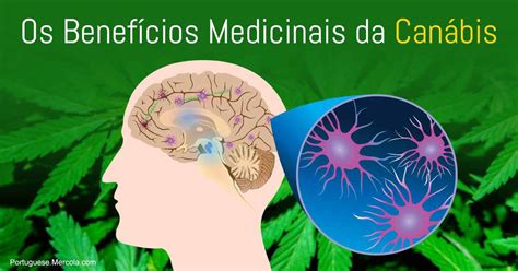 Benefícios Medicinais Da Canábis Tratamento Para Epilepsia E Mais