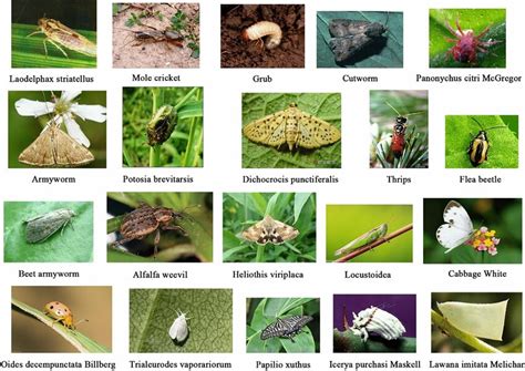 The Randomly Selected 20 Kinds Of Adult Insect Pests From The Ip102 Download Scientific Diagram