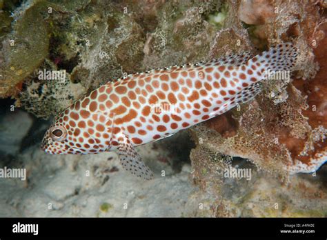 Honeycomb Grouper Epinephelus Merra Namu Atoll Marshall Islands N