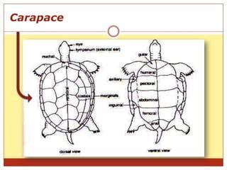 shell   turtle pptx