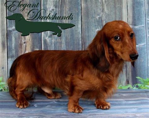 Shaded red hidden dapple longhair dachshund Elegant Dachshunds | Dachshund love, Long haired ...