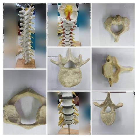 A P Lab Skeletal System Vertebral Column Diagram Quizlet