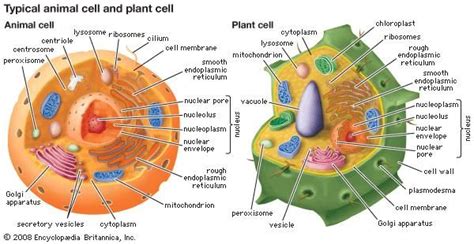 Cytoplasm | cytology | Britannica.com