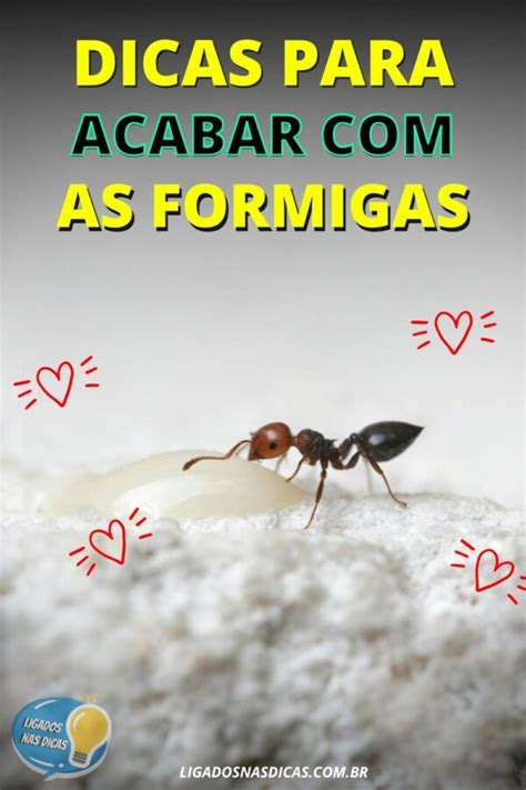 Como Acabar Formigas Na Casa Dicas Para Seguir