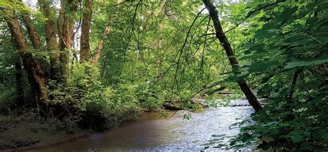 Saving Bats And Great Fishing Along Spruce Creek Pittsburgh Quarterly