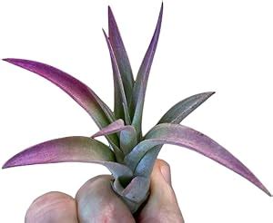 Air Plant Tillandsia Capitata Peach Air Plants Collection Airplant