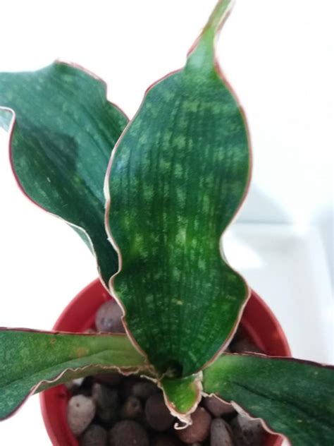 Sansevieria Mafinga Watermark Rare Furniture Home Living