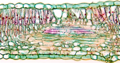 Cross Section Of A Leaf