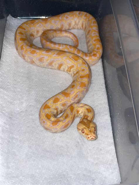 Albino Het Granite Burmese Python By Barbee Doll House Of Burms