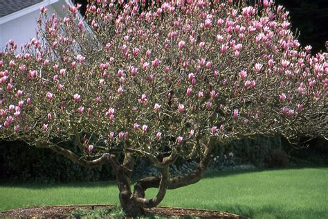 Magnolia liliiflora | Landscape Plants | Oregon State University