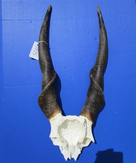 Eland Skull