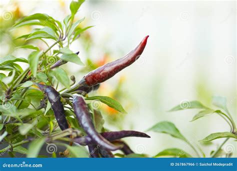 Ripe Red Hot Chili Peppers On A Tree Stock Photo Image Of Fresh Plants
