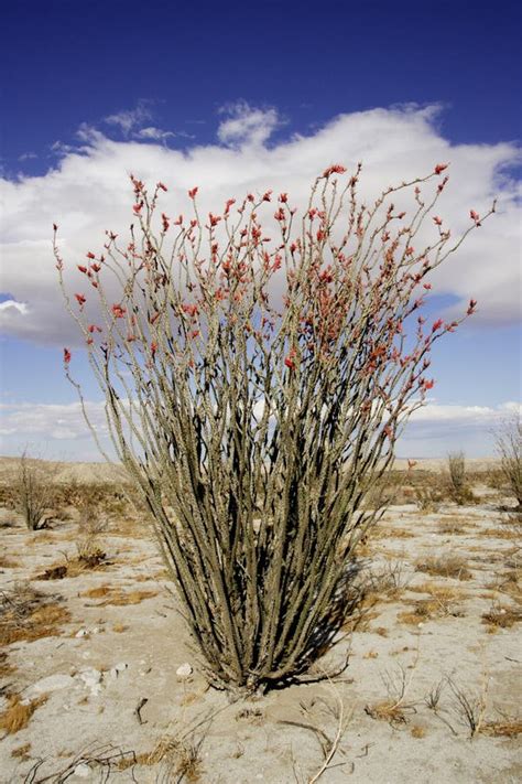 Ocotillo in the California Desert Stock Image - Image of plant ...