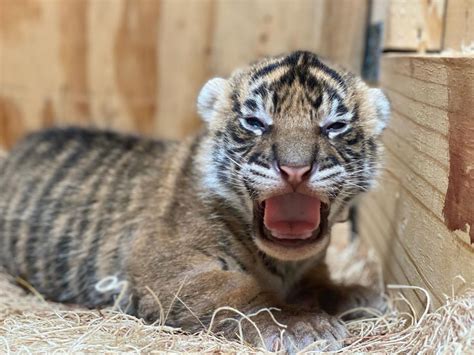 Memphis Zoo welcomes 2 Sumatran tiger cubs. Take a peek at them