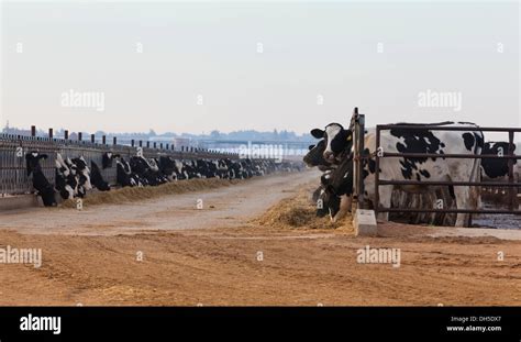 Cattle Feedlot America Hi Res Stock Photography And Images Alamy