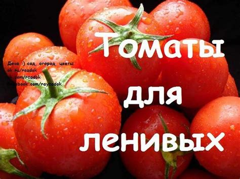 Томат Лентяйка Характеристика И Описание Сорта Фото — Фото Картинки
