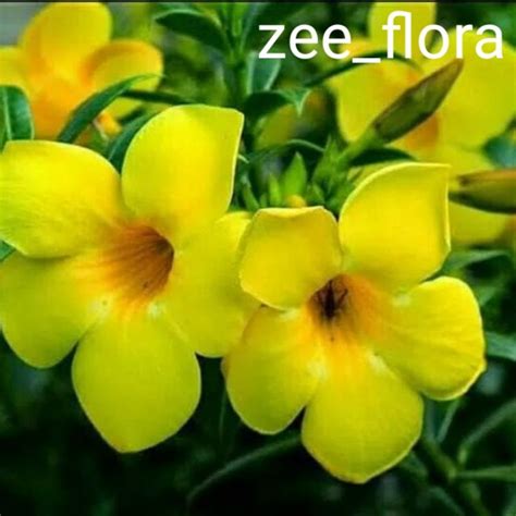 Jual Pohon Alamanda Bunga Kuning Tanaman Rambat Alamanda Tanaman