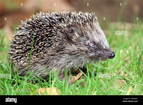 Hedgehog eye hi-res stock photography and images - Alamy