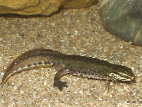 Newts In My Garden Pond | Fasci Garden