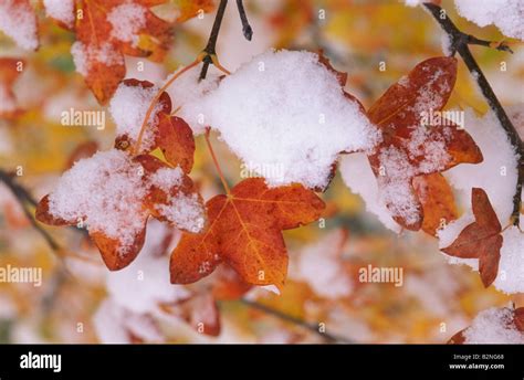 Montpellier Ahorn Acer Monspessulanum Fotos Und Bildmaterial In Hoher