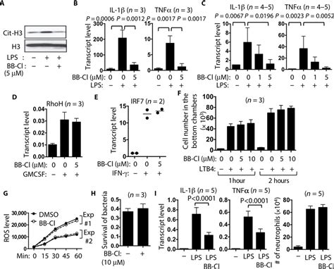 Citrullination Of Nf κb P65 Promotes Its Nuclear Localization And Tlr