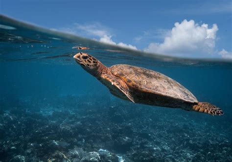 Olive Ridley Turtles Return To Penang Shore After 4 Years Citizens