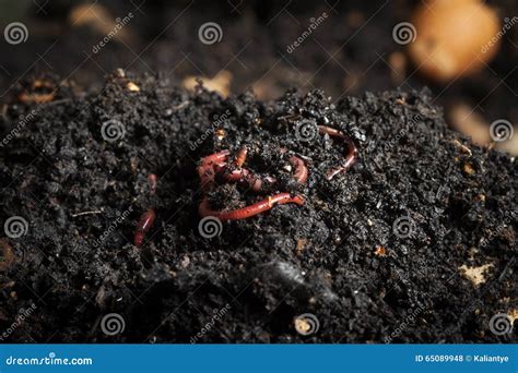 Red worms stock photo. Image of californian, trout, biodegradable - 65089948