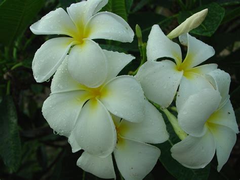 Dwarf Singapore Pink Plumeria