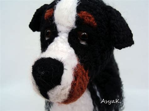 Свободная минутка: Бернский зенненхунд 2