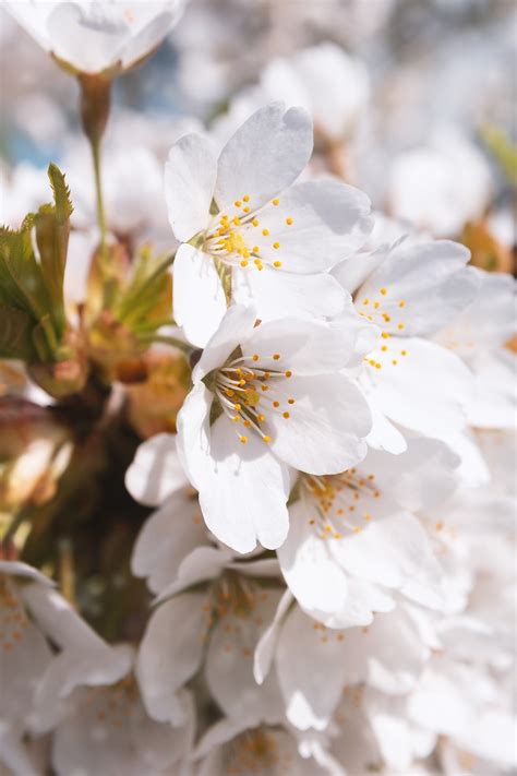 Flores Brancas De Cerejeira Foto Gratuita No Pixabay Pixabay