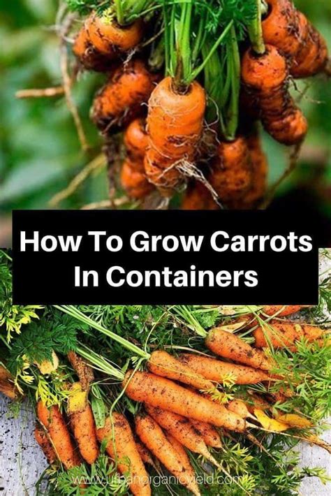 Growing Carrots Each Year And Looking Forward To Their Crunch And Color