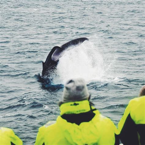 Humpback Whale Slapping Its Tail Right By Our Boat March Sea