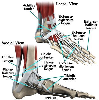 Dorsal Foot Tendons